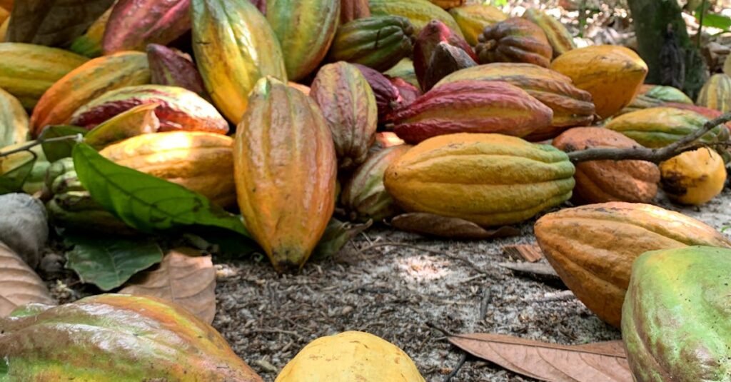 Vibrant cocoa pods on the ground in a jungle plantation setting, showcasing natural beauty.