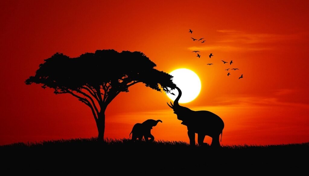 elephants, savannah, africa, tanzania, serengeti, sunset, dusk, sun, acacia, baby elephant, mother and child, trunk, wildlife, diversity, protection of species, mammals, environmental protection, animal welfare, love for animals