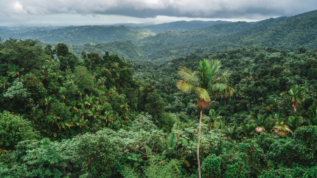 Lush tropical rainforest with palm tree and mountain range