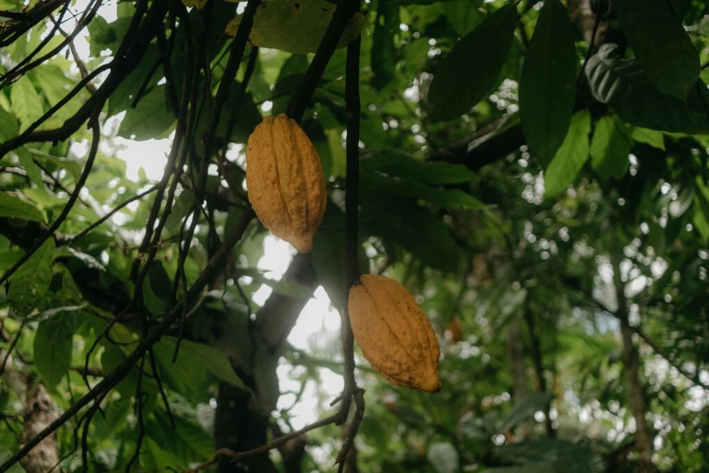 Vibrant cacao pods growing amidst lush green leaves in a serene tropical forest.