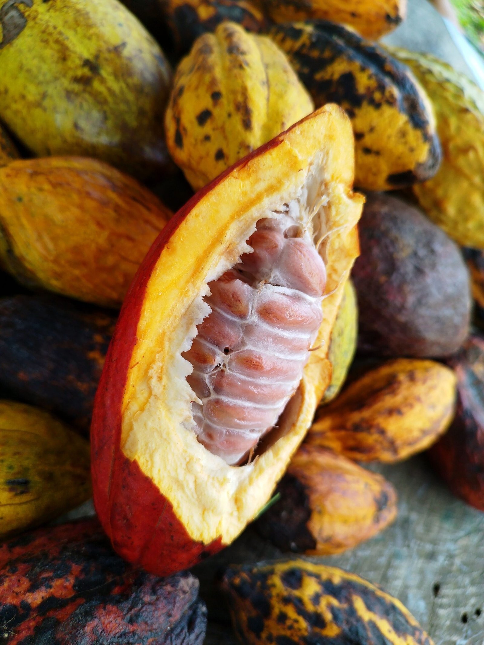 Detailed shot of cocoa pods with an opened pod showing seed details, ideal for agriculture content.